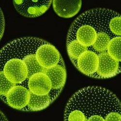 Micro algues - Algocarburant - Alternativ Energies 