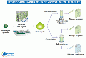 Schéma algocarburant - biocarburant Alternativ Energies